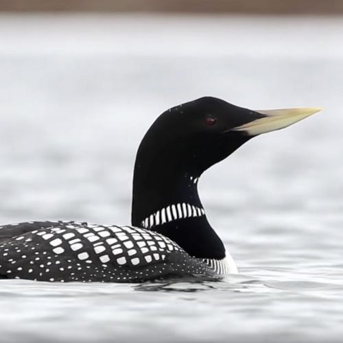 Yellow-billed Loon tucks its leg under a wing in cold water