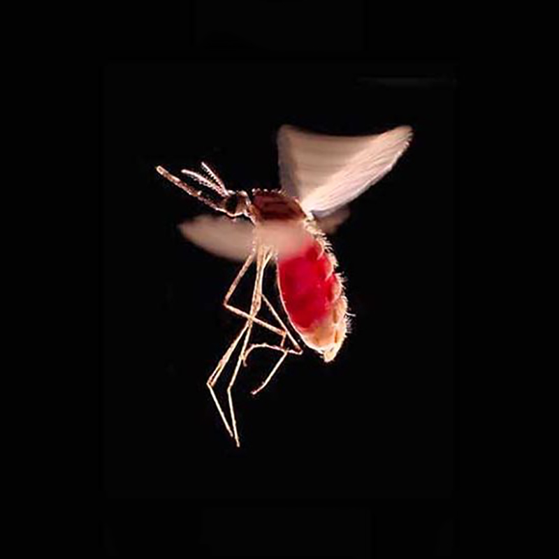A mosquito associated with avian malaria