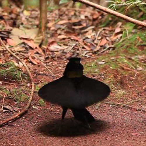 Bird-of-paradise from the genus Parotia performing a ballerina dance