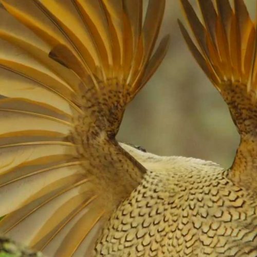 Birds-of-Paradise transform their shape