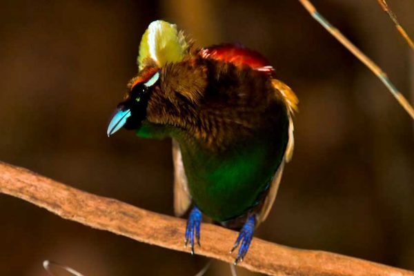 The diversity of colors in the Magnificent Bird-of-Paradise