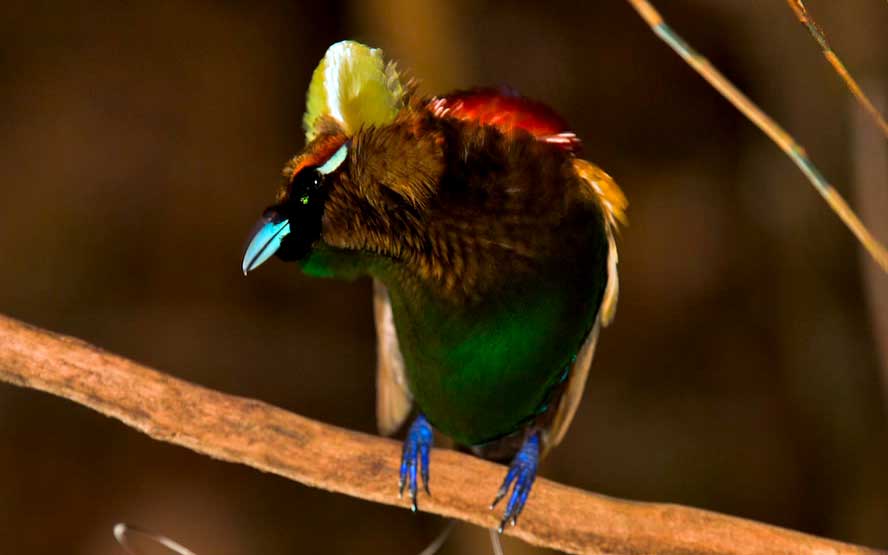The diversity of colors in the Magnificent Bird-of-Paradise