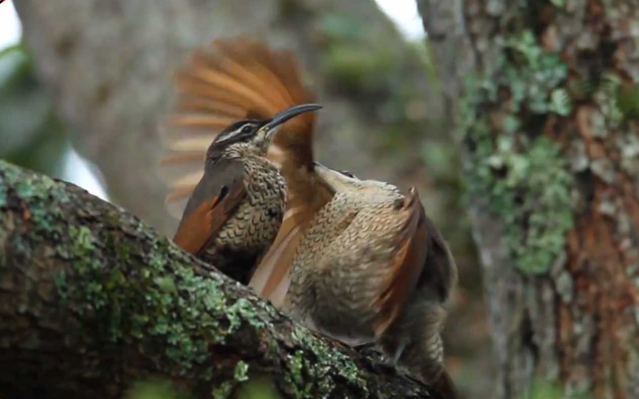 A young male Paradise Riflebird imitates an adult courtship display