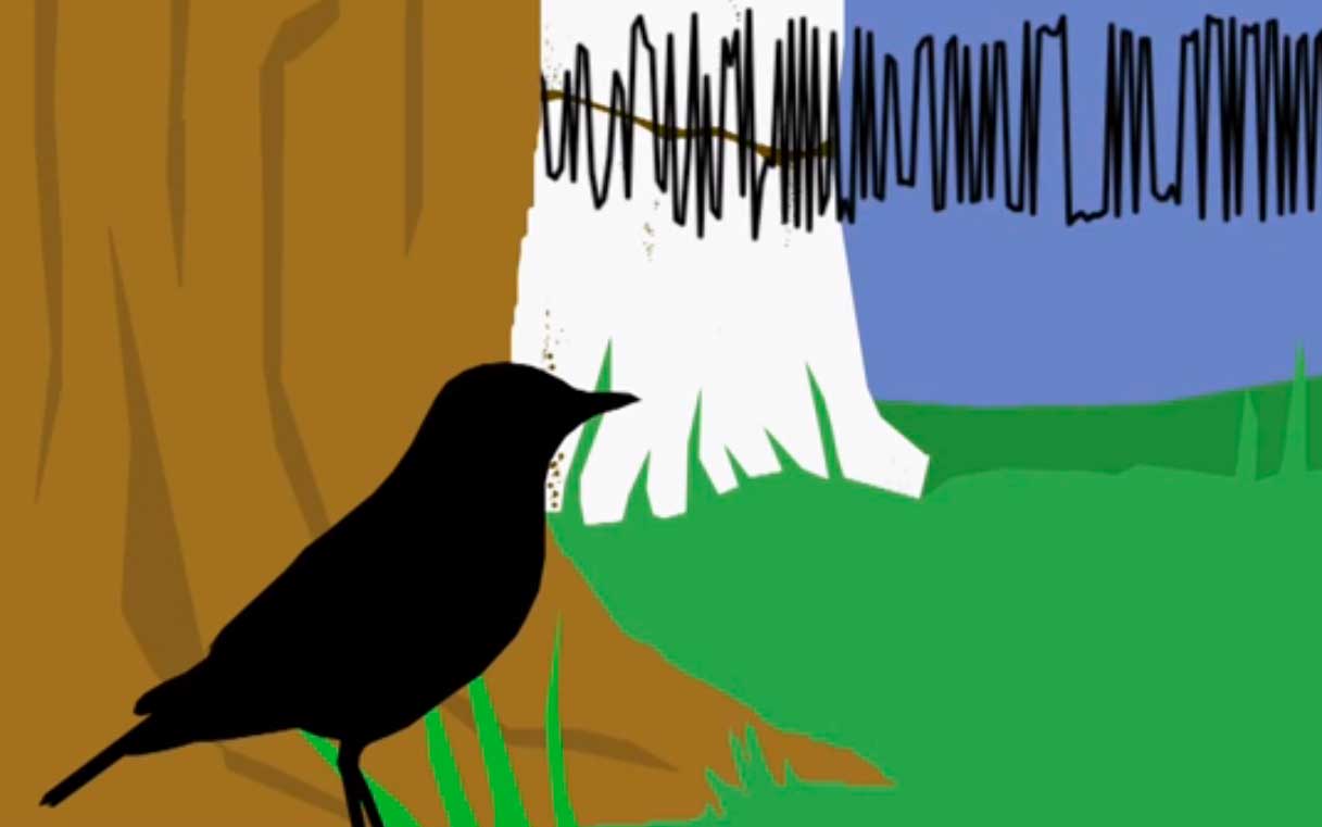 Decoding the language of birds