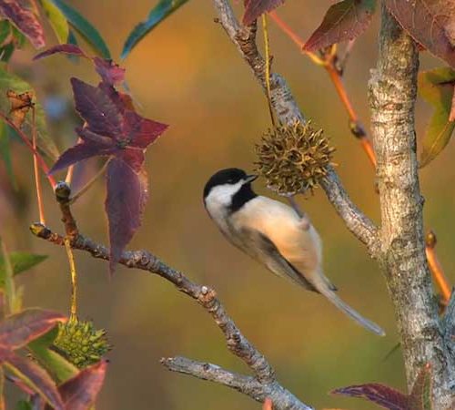 A Black-capped Chickadee foraging