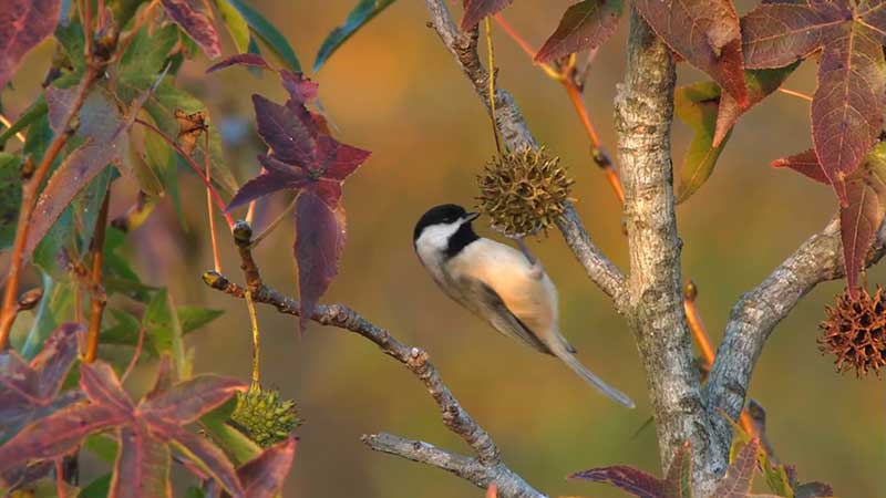 A Black-capped Chickadee foraging
