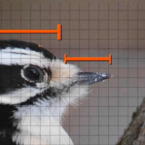 Bird biology birding by size and shape