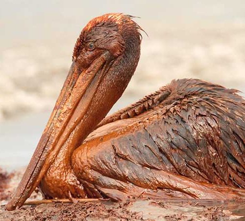 A pelican with oil soaked feathers