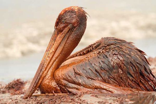 A pelican with oil soaked feathers