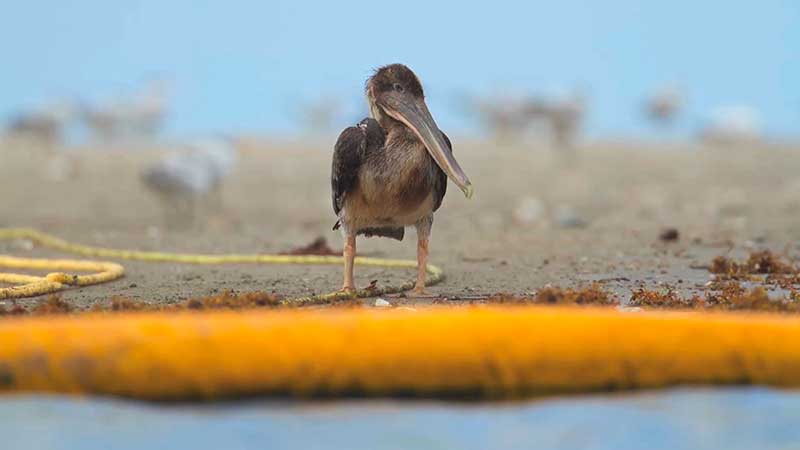 Pelican at an oil spill