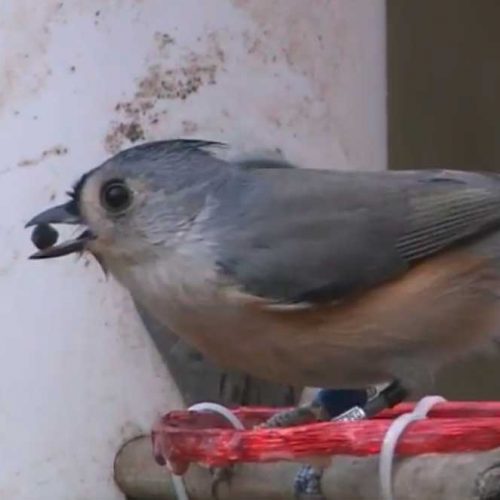 Tufted Titmouse with a tracking tag at a bird feeder