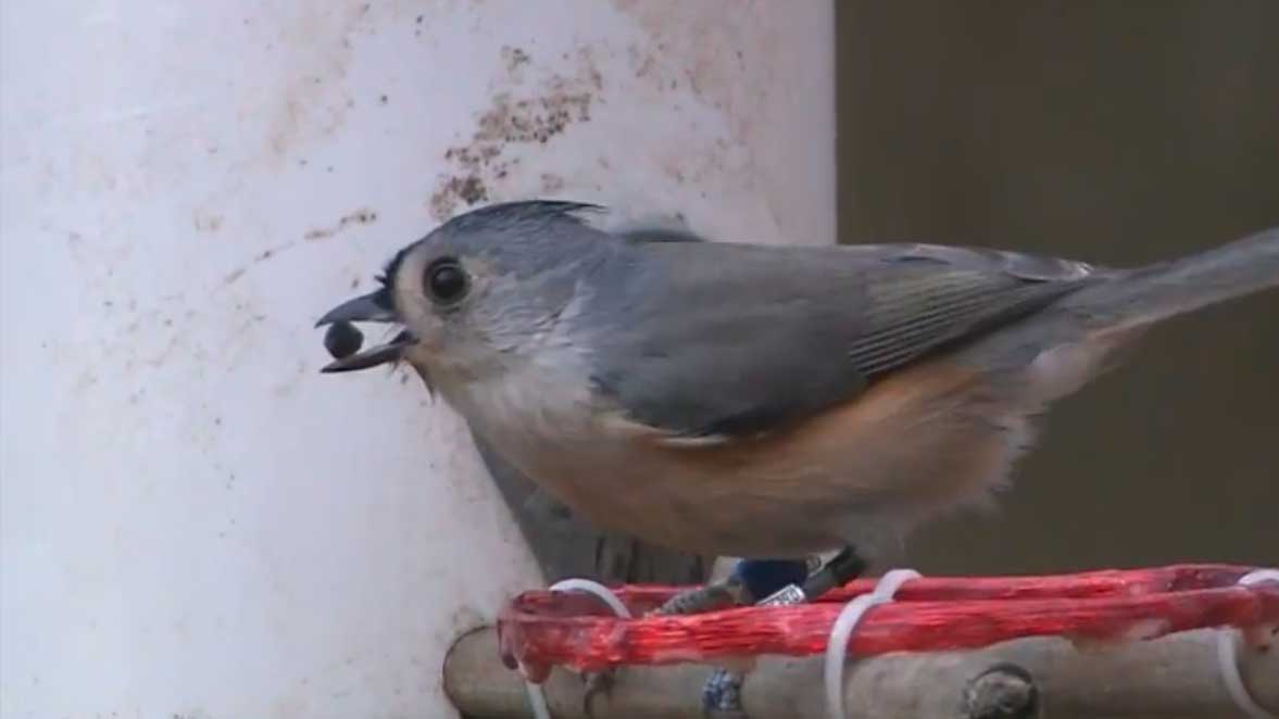 Tufted Titmouse with a tracking tag at a bird feeder