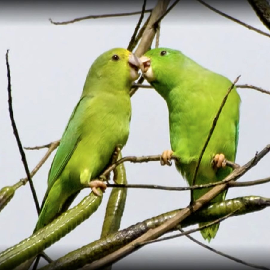 Green-rumped Parrotlets calling while still in their nest