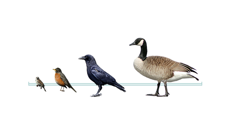 size comparison of Sparrow, American Robin, Crow, and Canada Goose