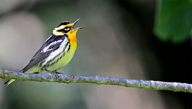 Blackburnian Warbler male singing