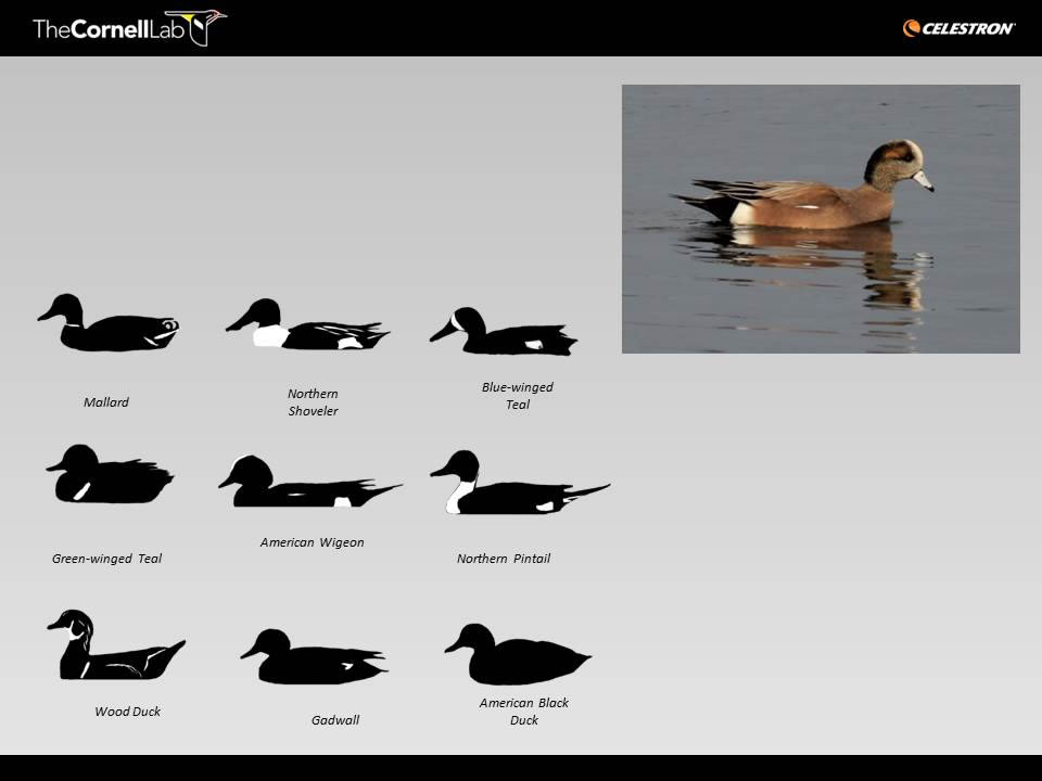 Types Of Ducks Chart