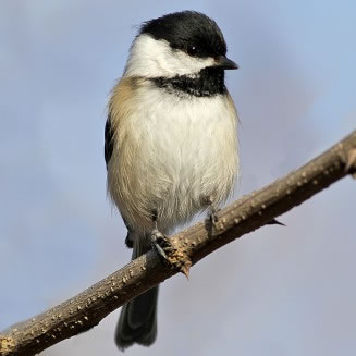 Black-capped Chickadee: Kevin J. McGowan