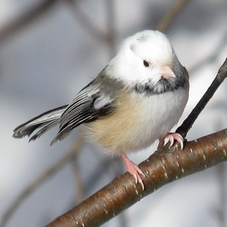 Pied Black-capped Chickadee: Kevin J. McGowan