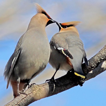 Bohemian Waxwing pair - Kevin McGowan