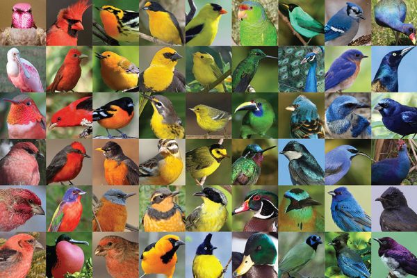 collage of bird photos arranged to create a rainbow gradient