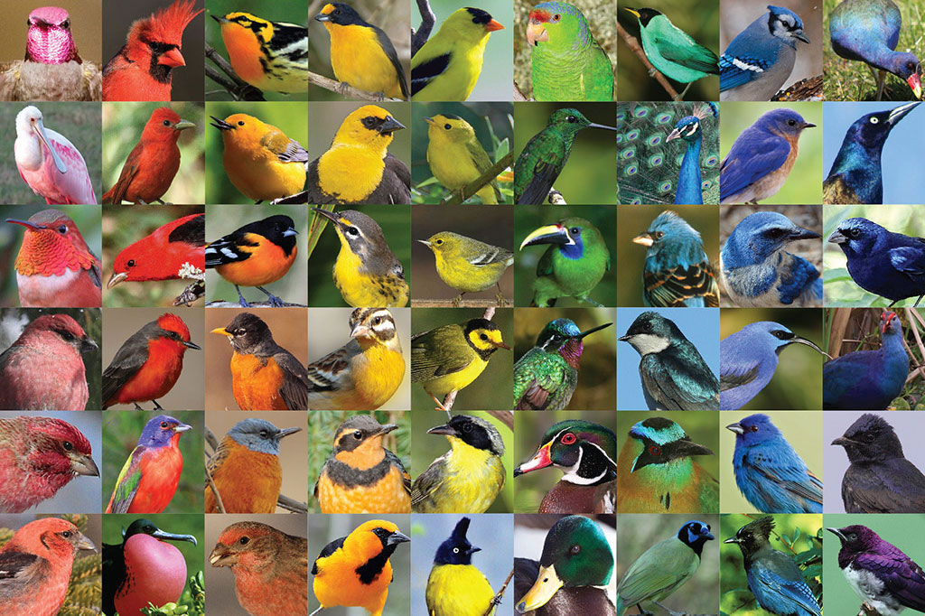 collage of bird photos arranged to create a rainbow gradient