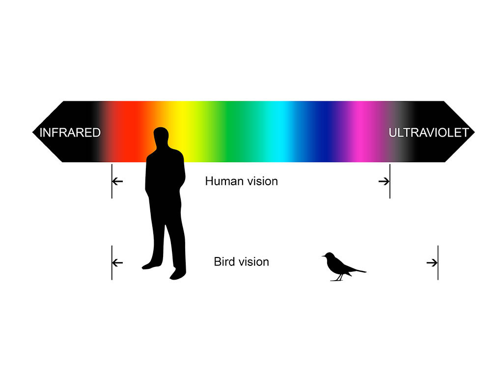 color wavelengths that a human and a bird can see