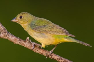 Painted Bunting Female : Ray Downs