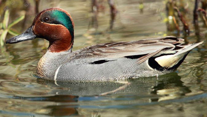 Green-winged Teal