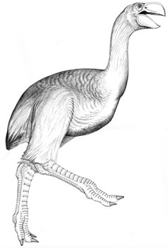 Dromornis