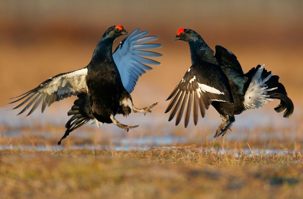 handbook of the birds of the world vol 6