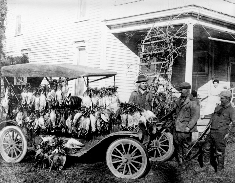 Car loaded with dead Passenger Pigeons