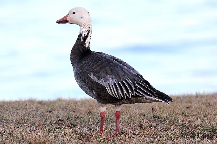 Snow-Goose-blue-phase-walking-Seneca-Co-NY-26Mar13-kjm_2156-576_ac ...