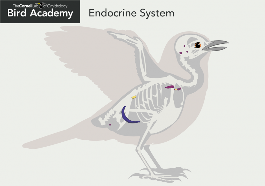 Bird Anatomy-Endocrine System Glands