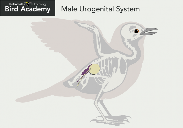 All About Bird Anatomy Bird Academy • The Cornell Lab