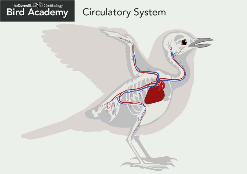Bird Anatomy-Circulatory System Arteries Veins