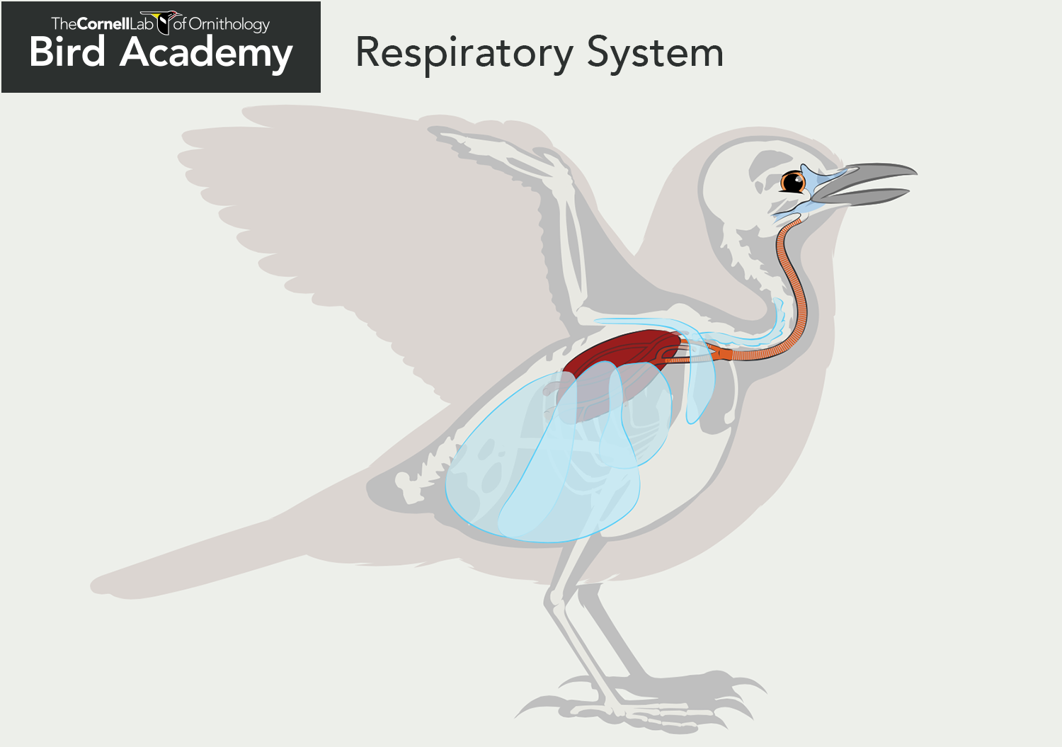All About Bird Anatomy | Bird Academy • The Cornell Lab