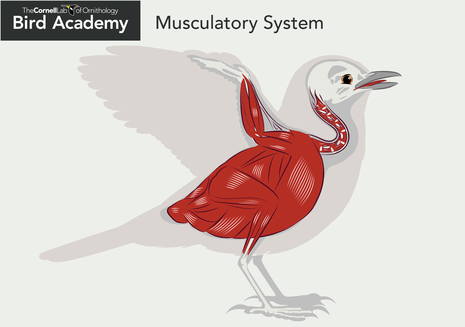 All About Bird Anatomy | Bird Academy • The Cornell Lab
