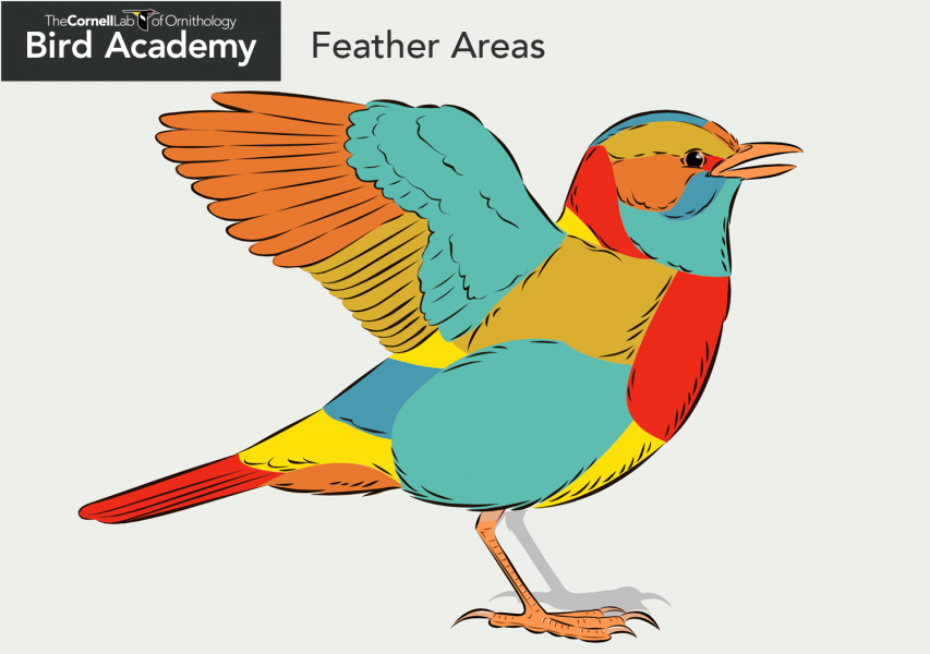Bird Anatomy-Feather Areas