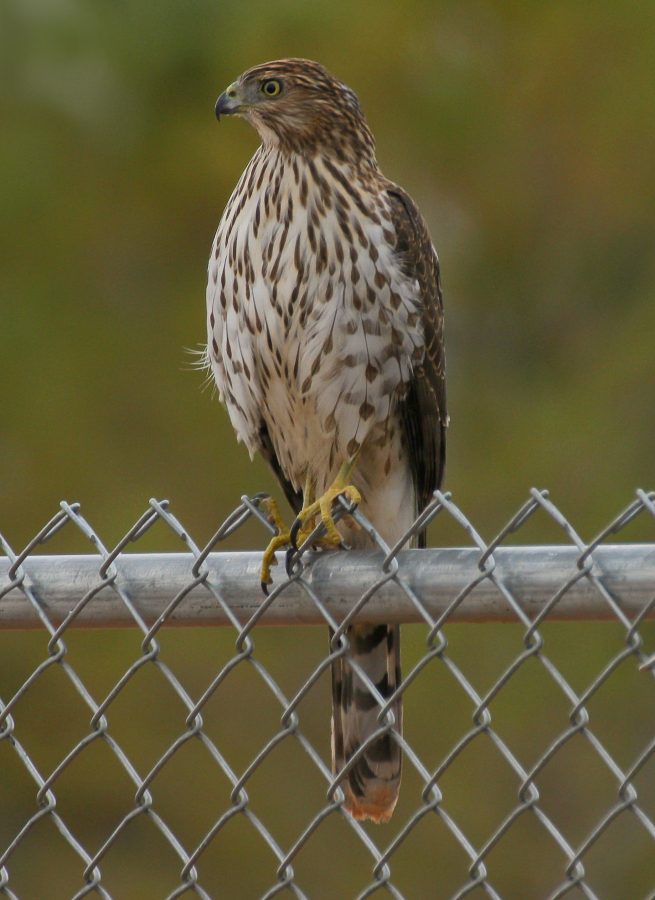 Cooper's Hawk | Bird Academy • The Cornell Lab