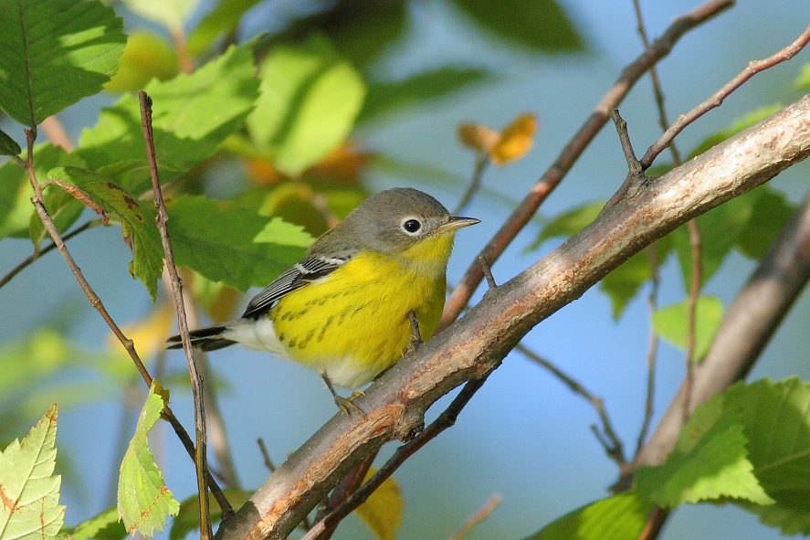 Warbler with yellow belly, white eyering, dusty back, white wingbars, black undertail, and a white rump