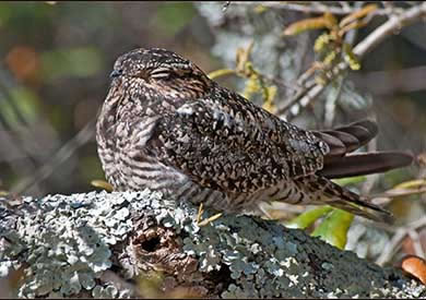 Common_Nighthawk_by_Roy_Cohutta_via_Birdshare_cropped-AFB_vote | Bird ...