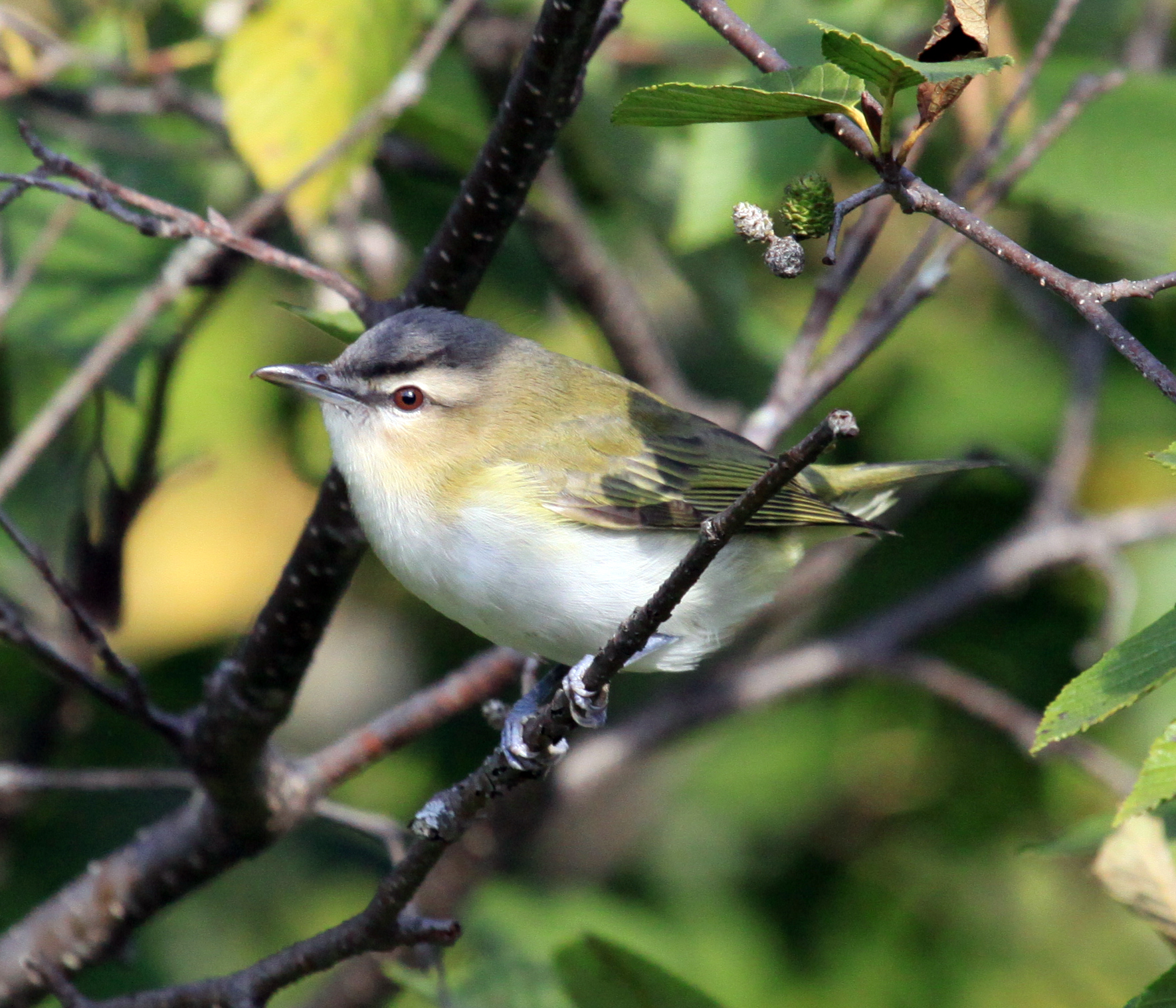 Red-eyed Vireo | Bird Academy • The Cornell Lab