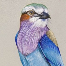 Lilac-breasted Roller by Jane Kim