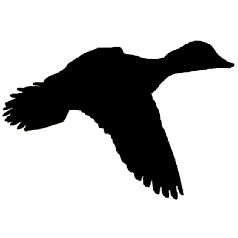 Trumpeter-Swan-flying-kjm8382-4_silhouette | Bird Academy • The Cornell Lab