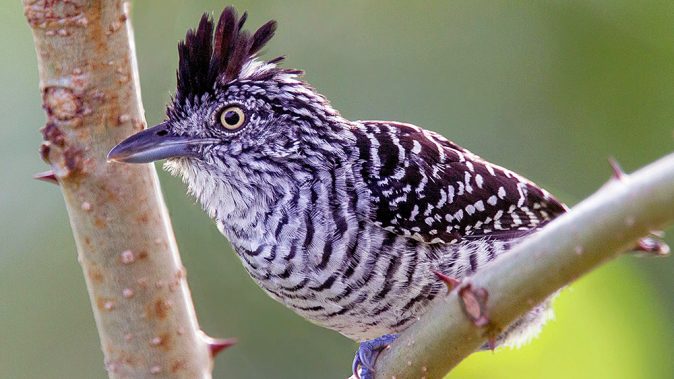 striped perched bird with black feather crest