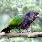 imperial parrot perched on branch; green, purprle, red