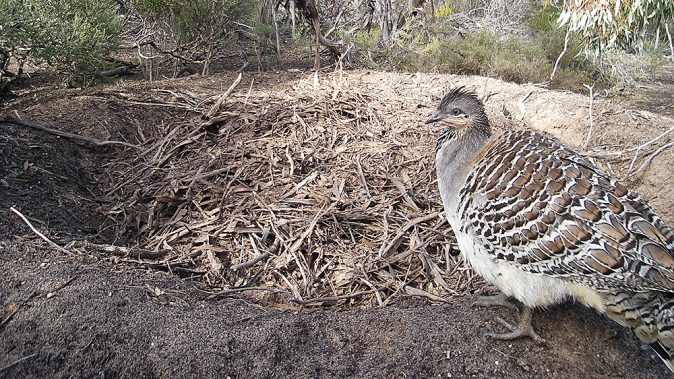bird, Malleefowl standing by a ground nest