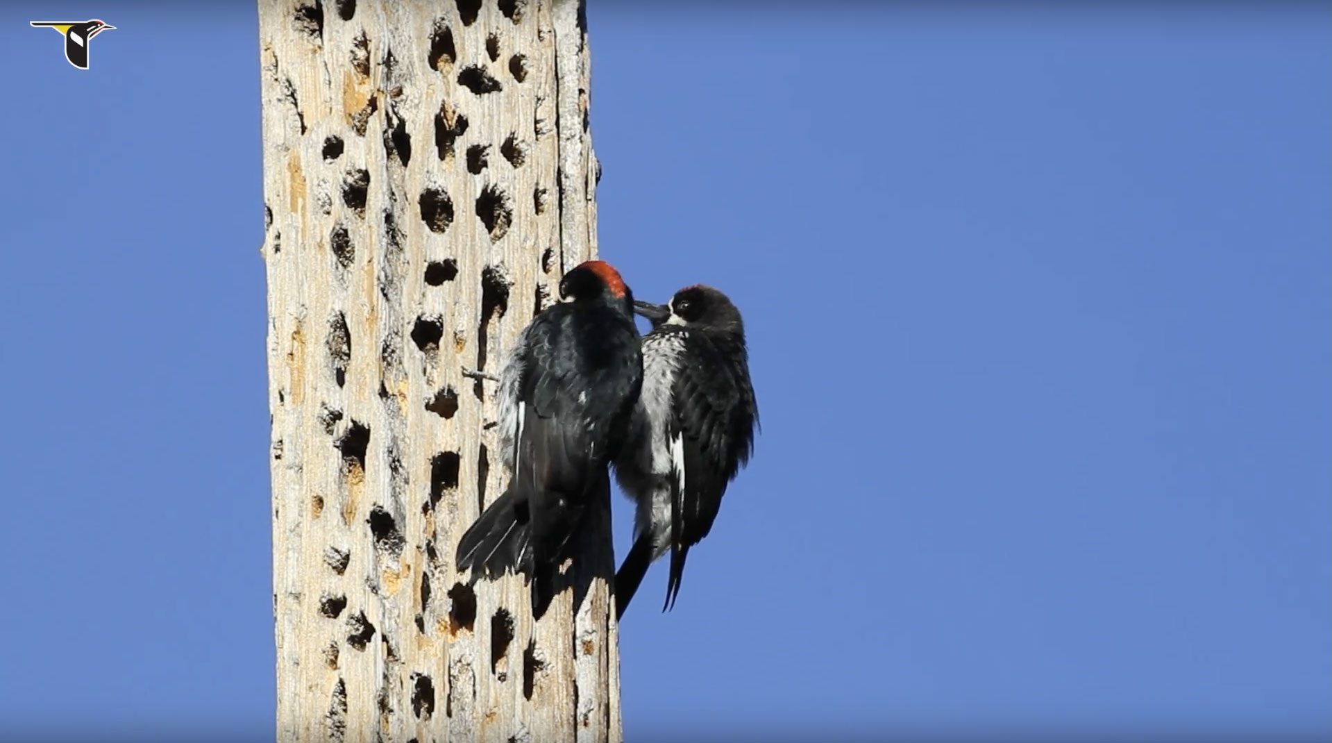Acorn-Woodpecker-Feeds-Young