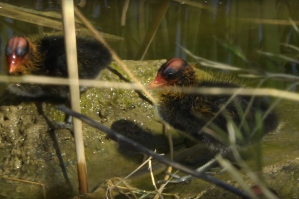 American-Coot-Chicks