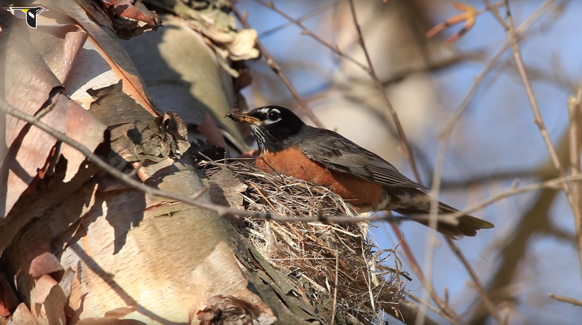 American-Robin-Builds-Nest